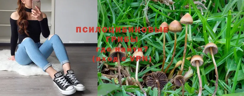 Псилоцибиновые грибы Psilocybe  Подольск 